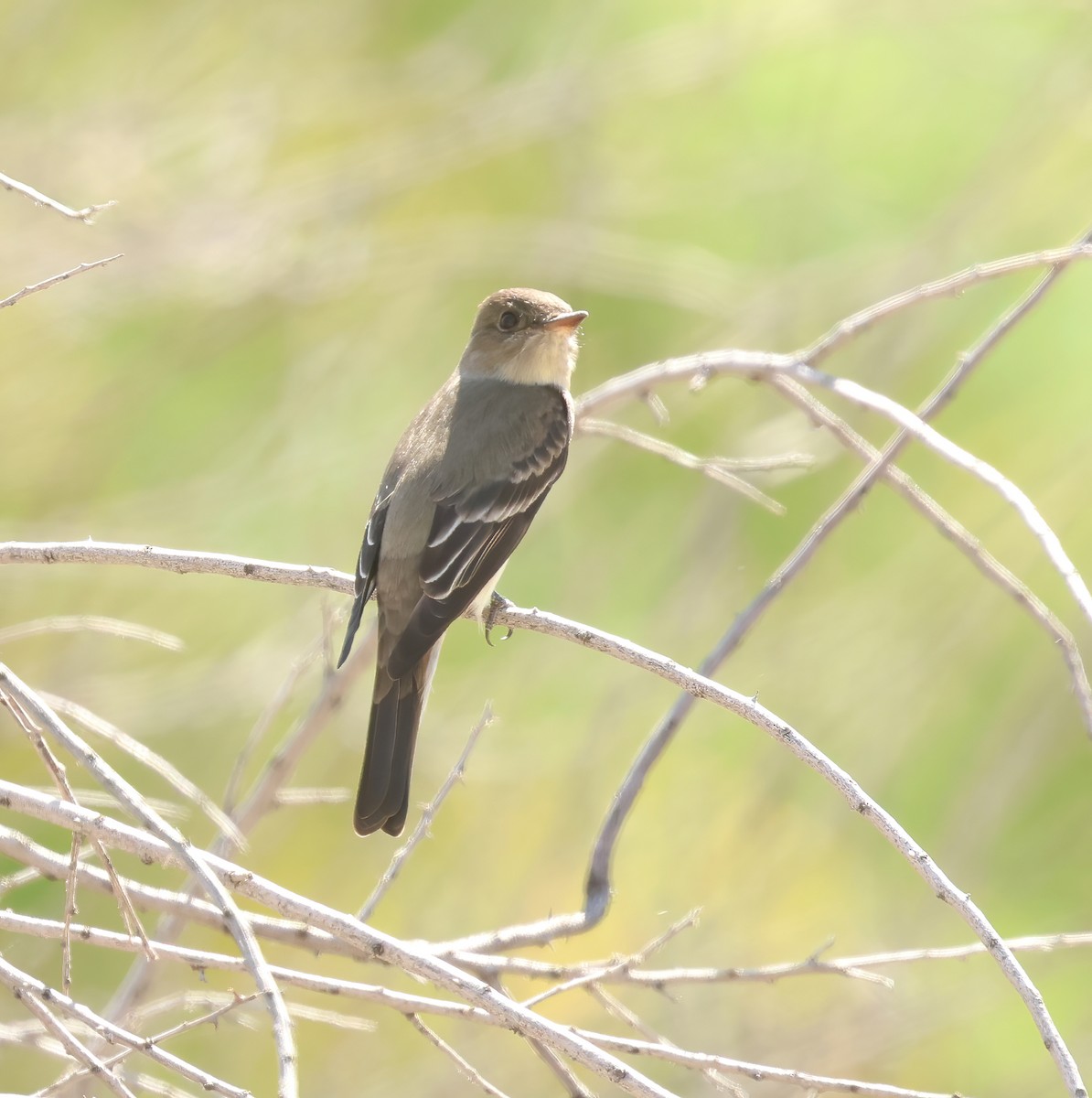 Western Wood-Pewee - Jill Casperson