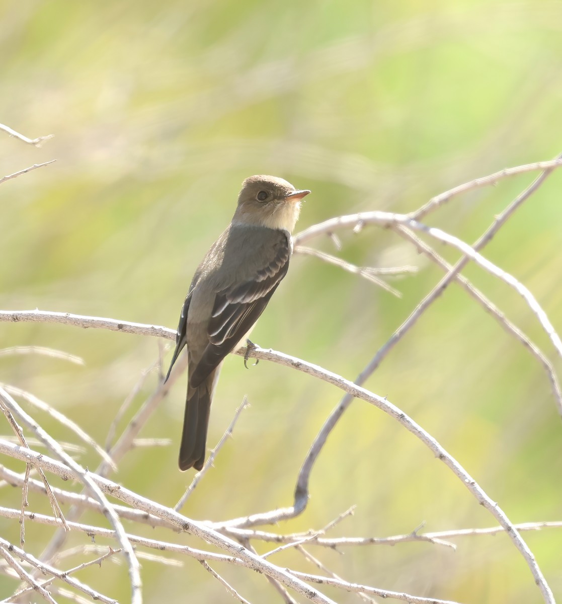 Western Wood-Pewee - Jill Casperson