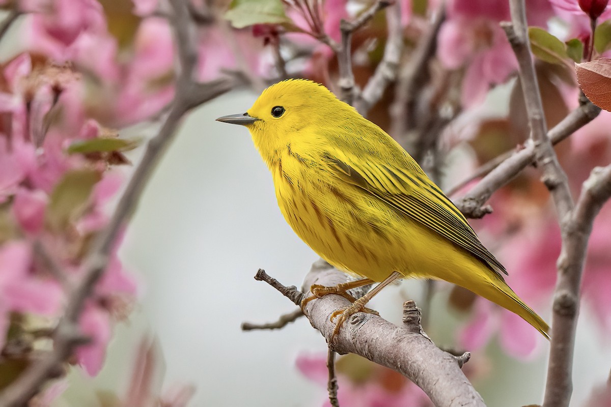 Yellow Warbler (Northern) - ML617939235
