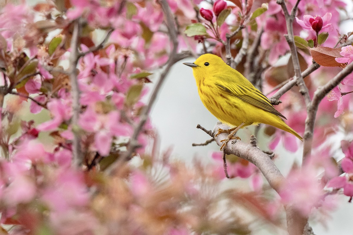 Yellow Warbler (Northern) - ML617939237