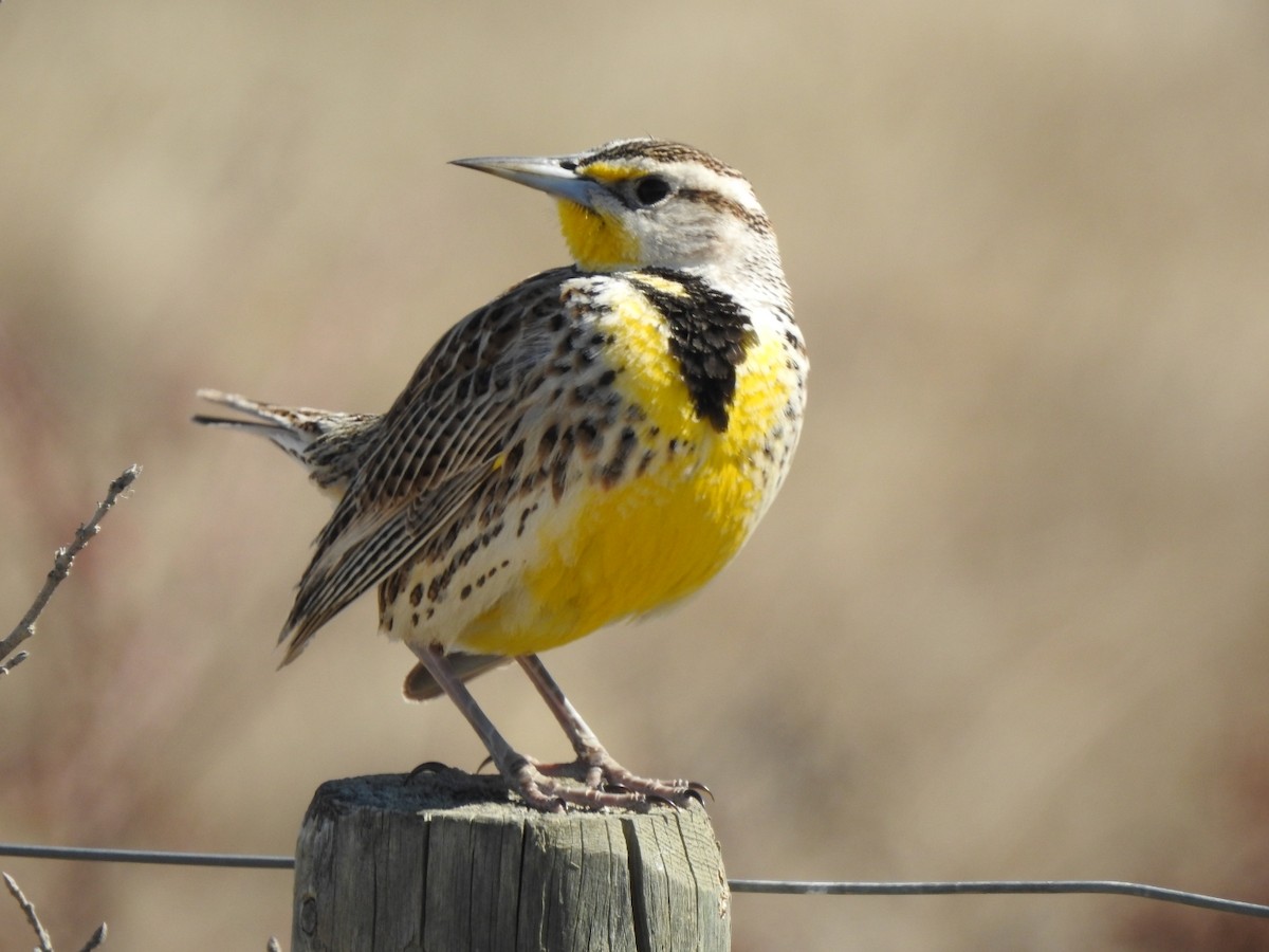 Western Meadowlark - Jayme Gale