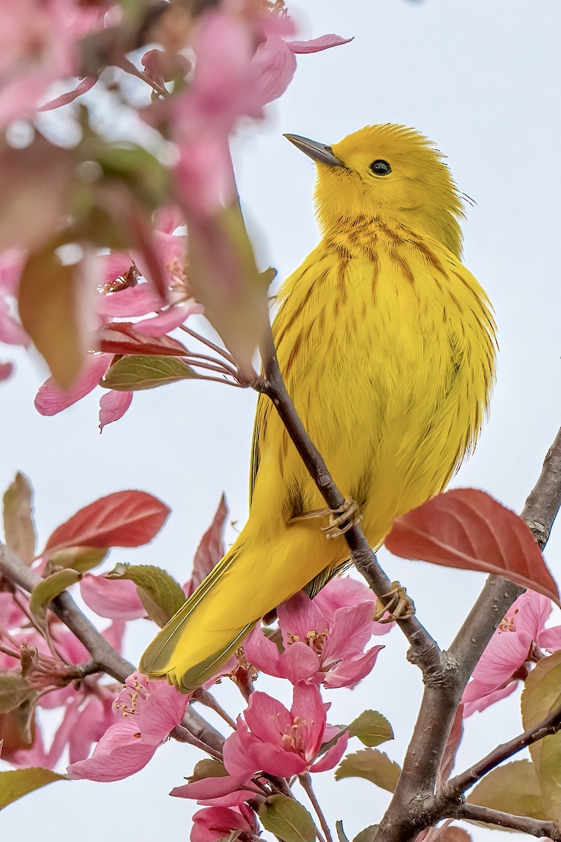 Yellow Warbler (Northern) - ML617939244