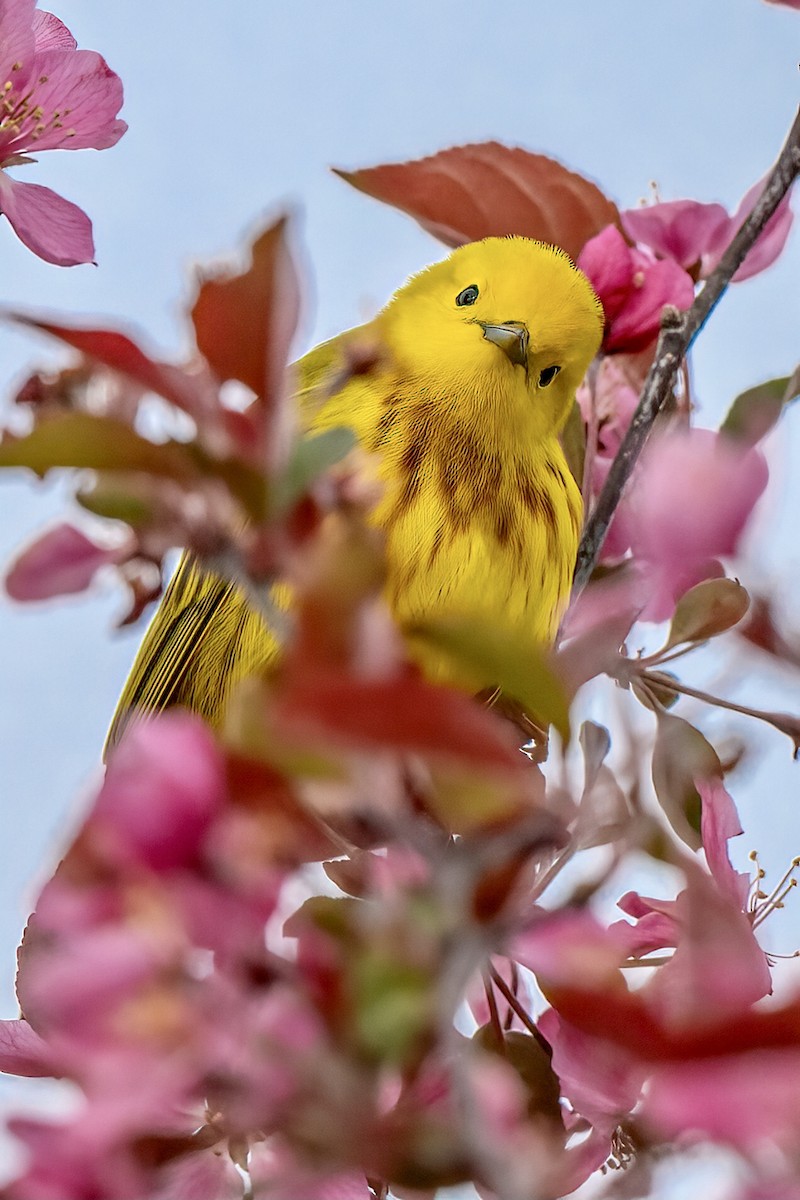 Yellow Warbler (Northern) - ML617939255