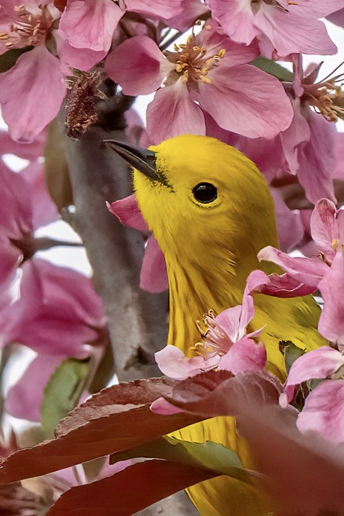 Yellow Warbler (Northern) - ML617939266