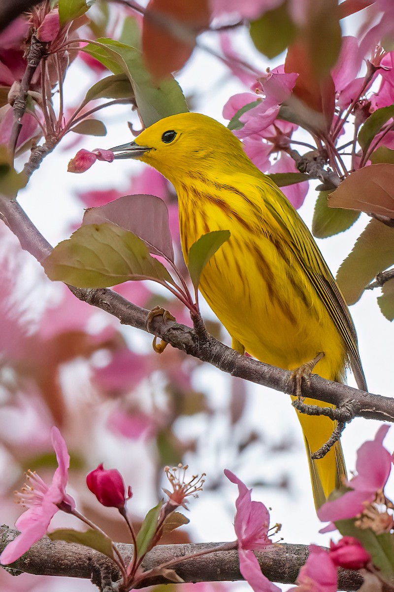 Yellow Warbler (Northern) - ML617939279