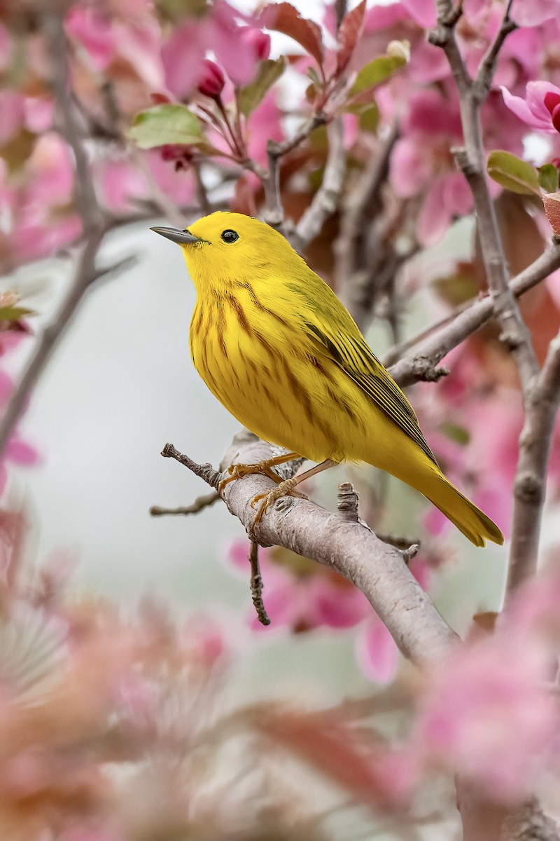 Yellow Warbler (Northern) - ML617939289