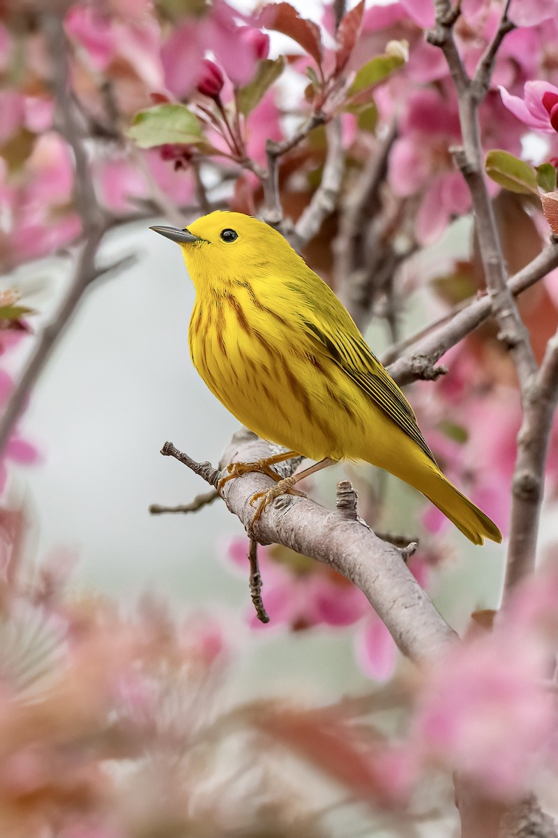 Yellow Warbler - ML617939289