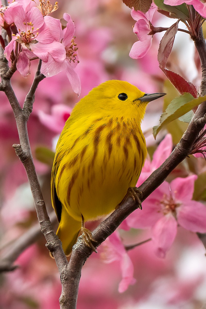 Yellow Warbler (Northern) - ML617939293