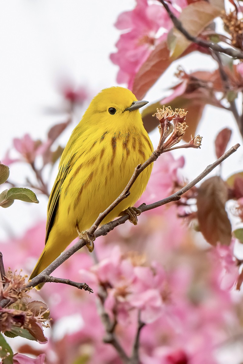 Yellow Warbler (Northern) - ML617939298