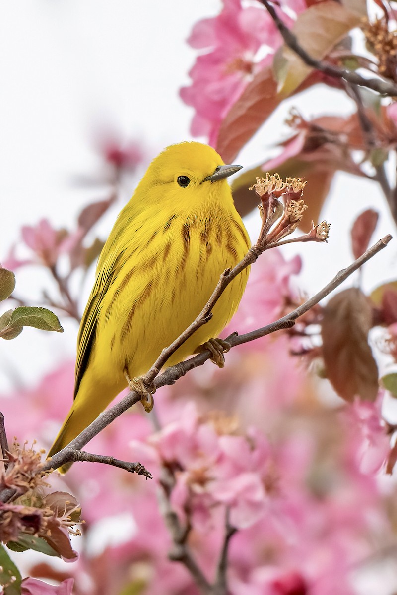 Yellow Warbler - ML617939298