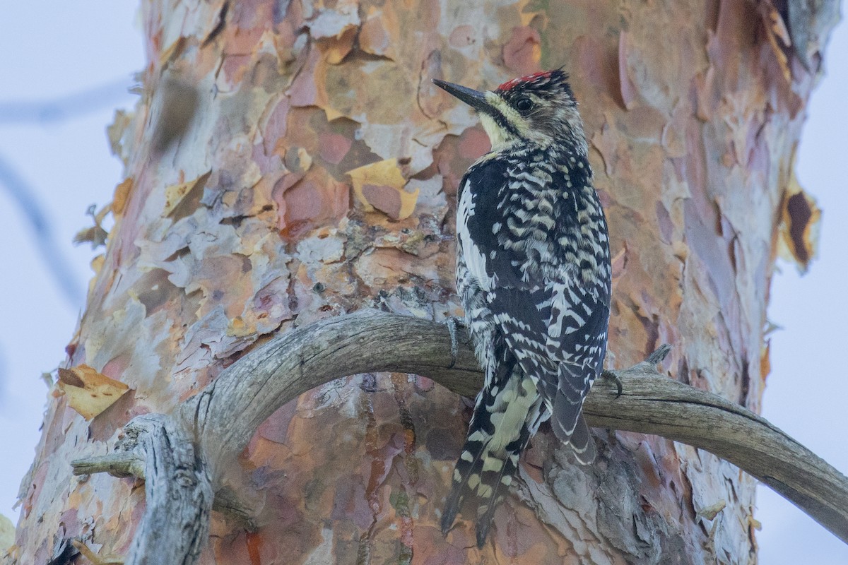 Yellow-bellied Sapsucker - ML617939320