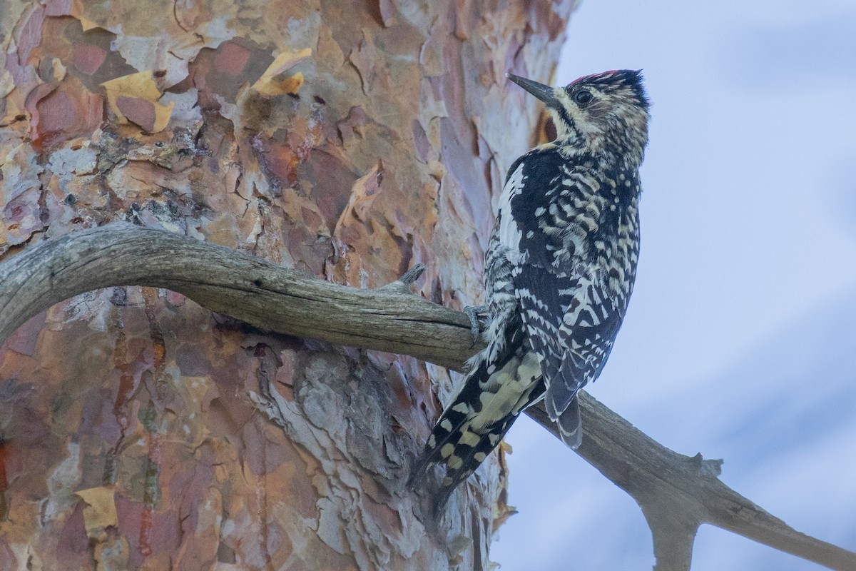 Yellow-bellied Sapsucker - ML617939321