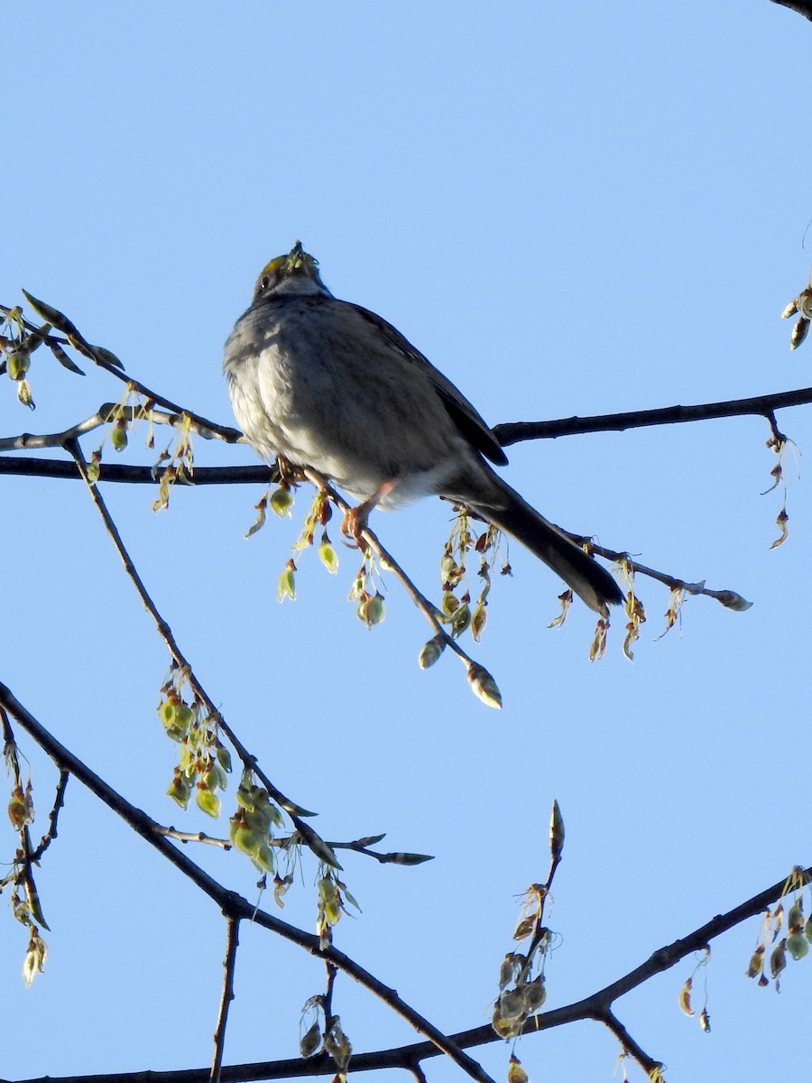 White-throated Sparrow - ML617939345