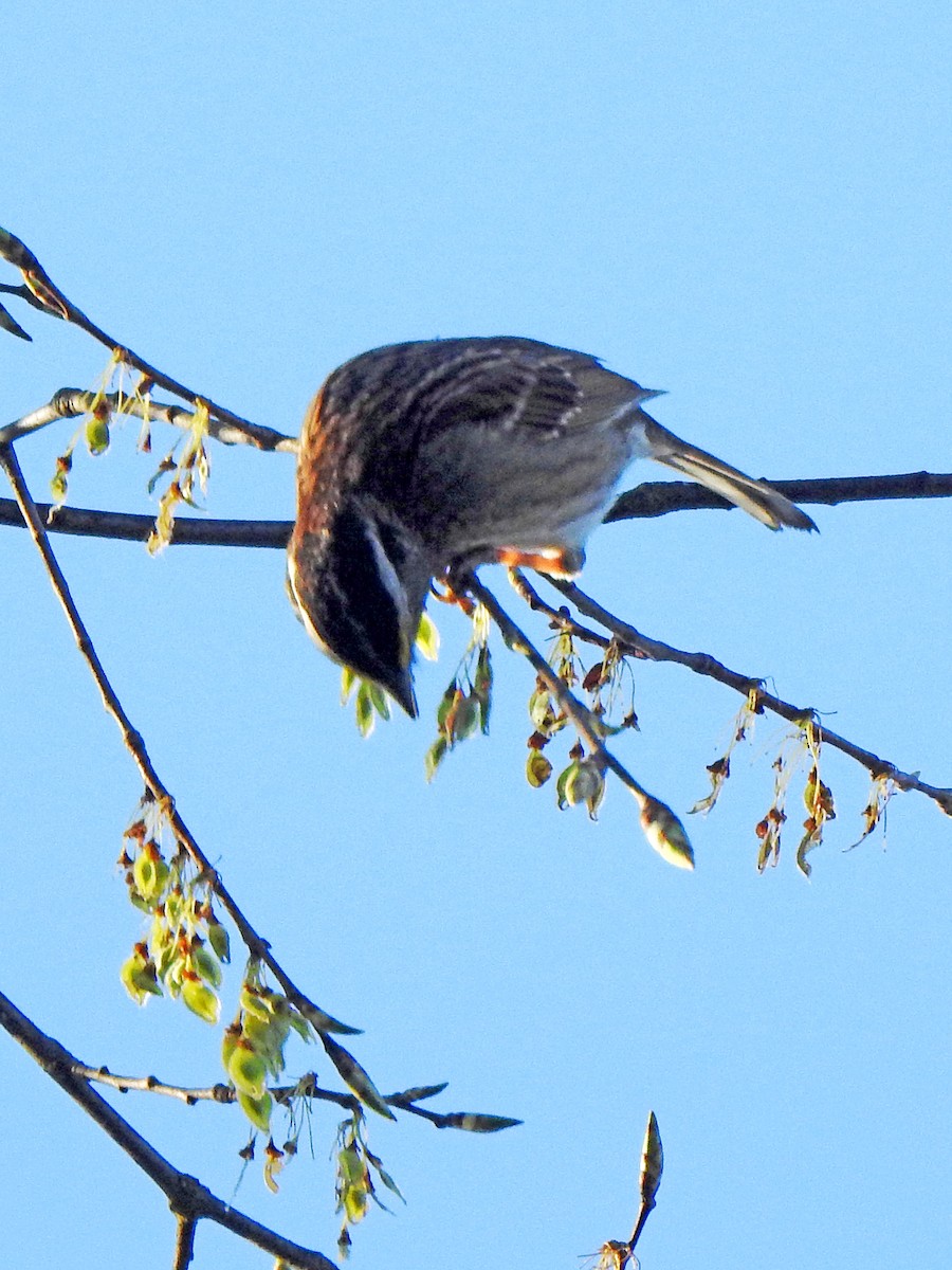 White-throated Sparrow - ML617939347