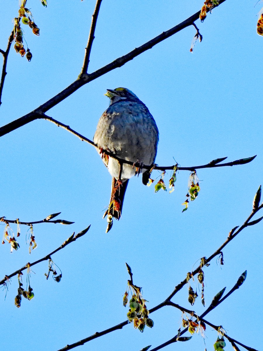 White-throated Sparrow - ML617939348
