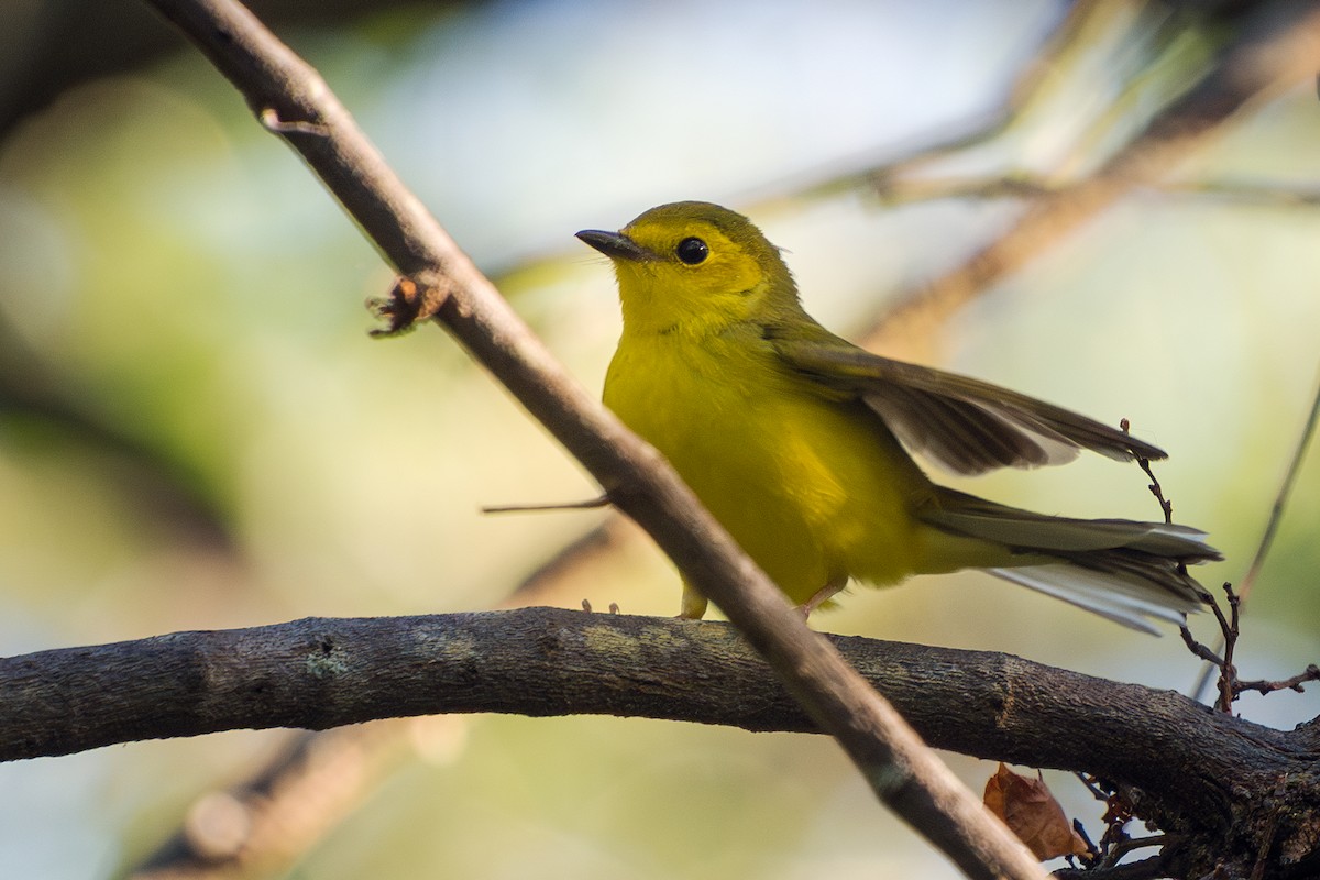 Hooded Warbler - ML617939399