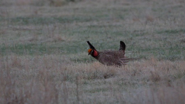 Lesser Prairie-Chicken - ML617939400