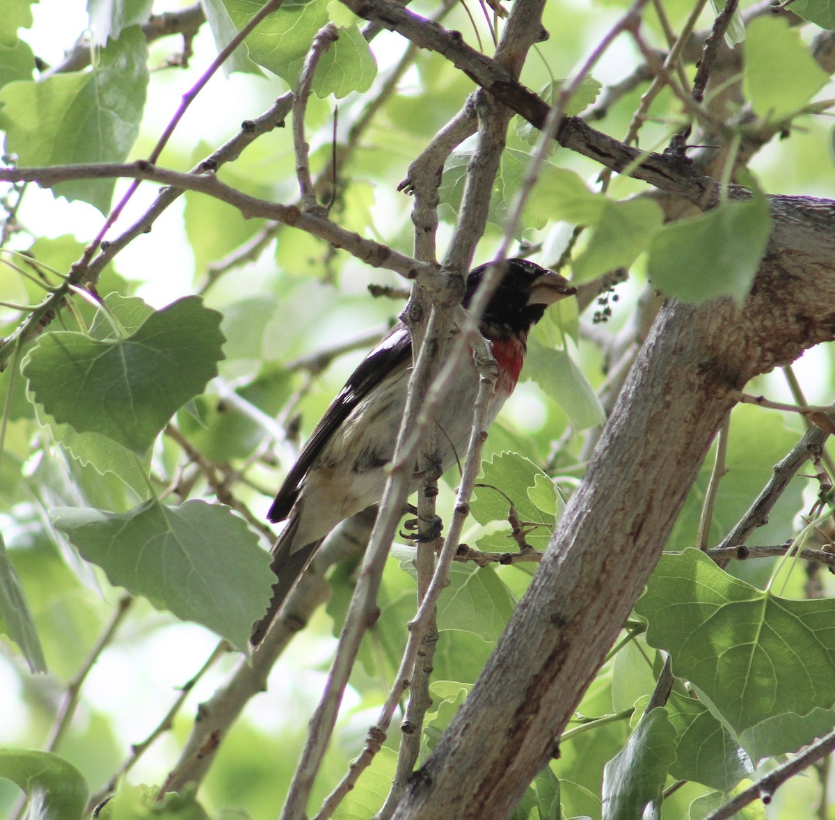 Rose-breasted Grosbeak - Jacob Truetken