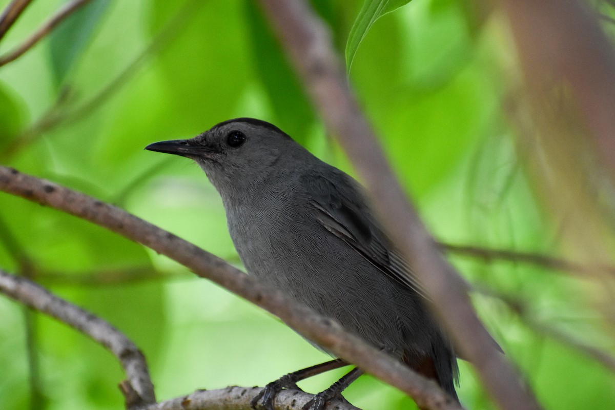 Gray Catbird - ML617939467