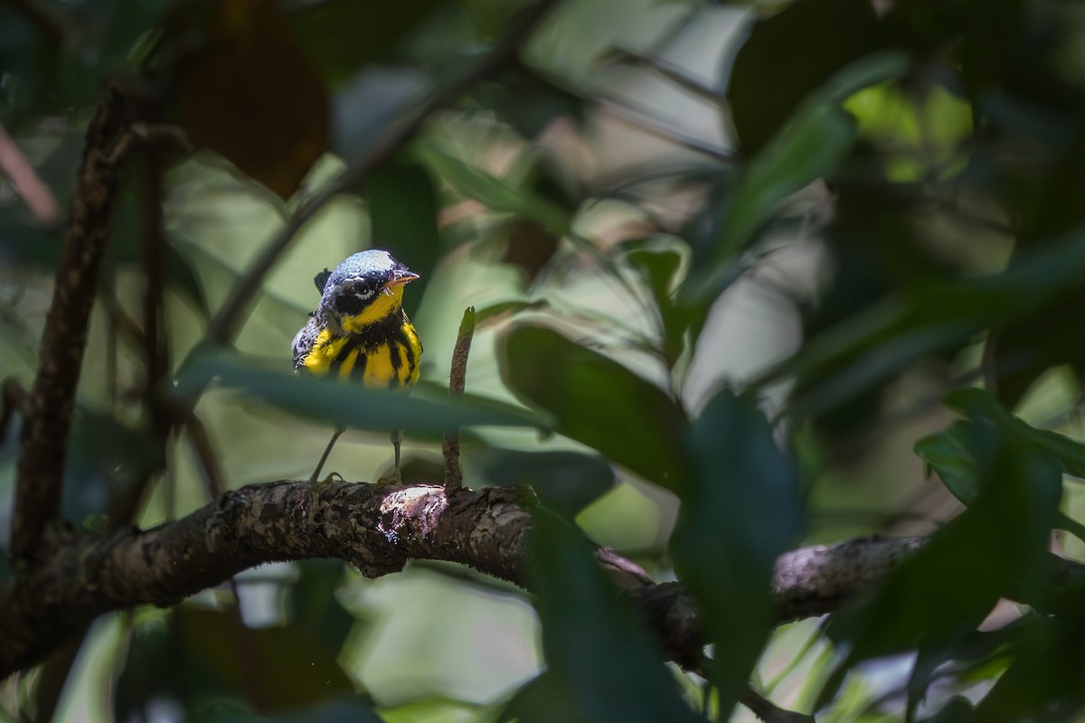 Magnolia Warbler - ML617939473