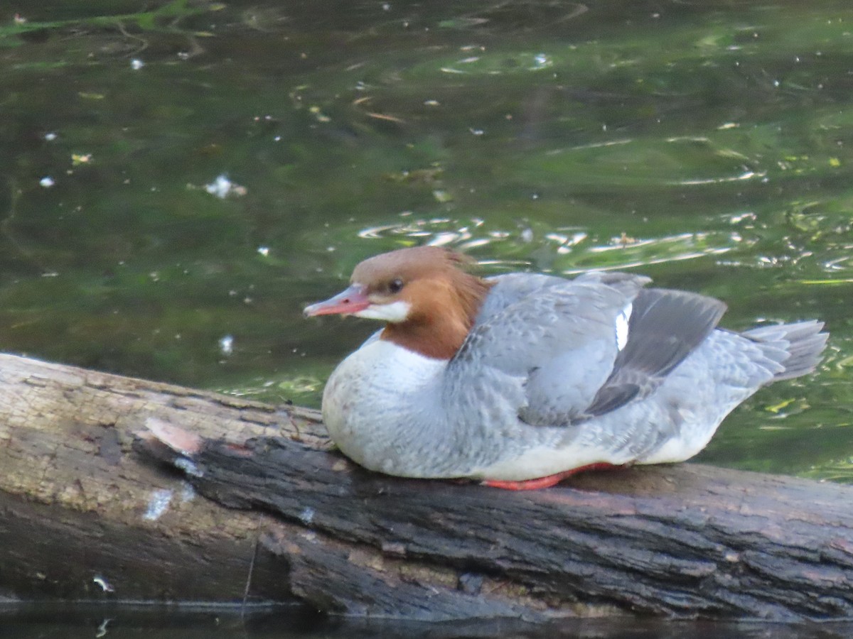 Common Merganser - ML617939478