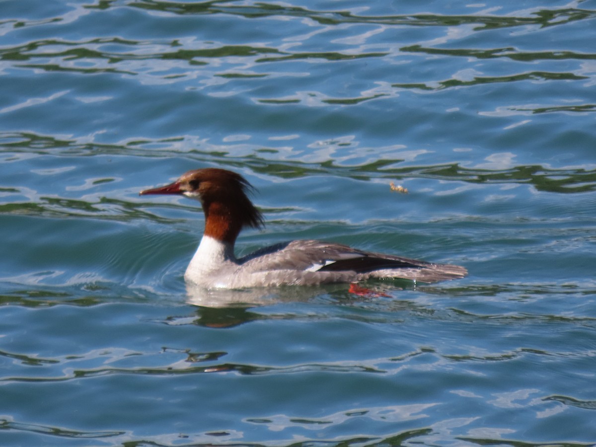 Common Merganser - ML617939479