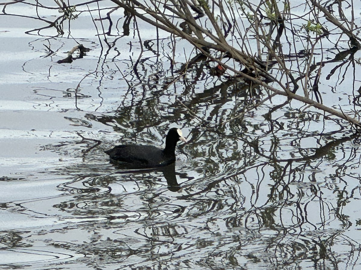 Eurasian Coot - ML617939497