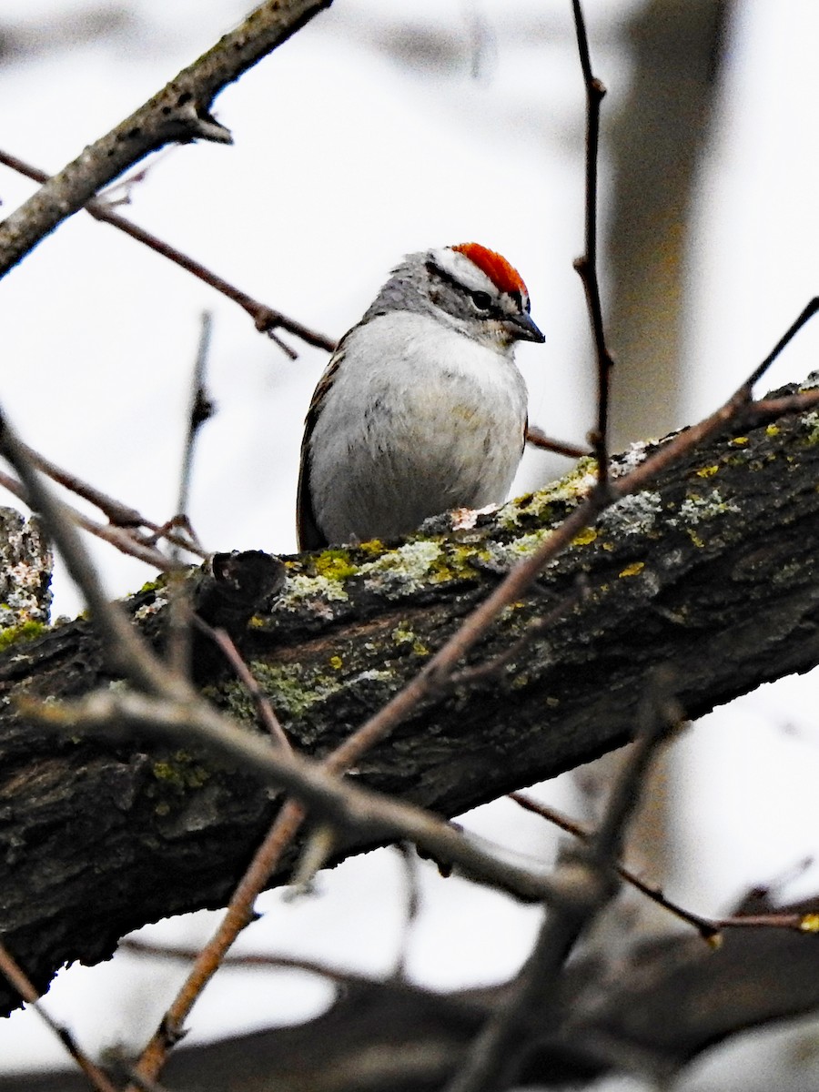 Chipping Sparrow - ML617939498