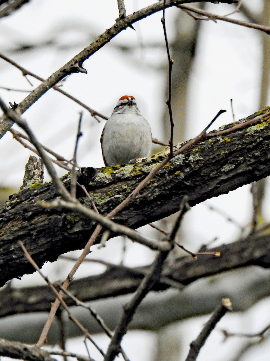 Chipping Sparrow - ML617939499