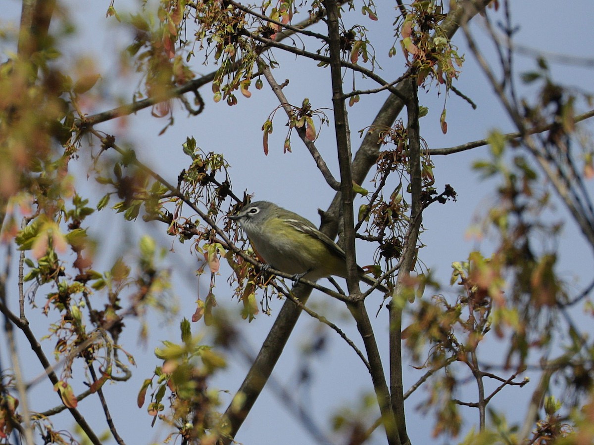 Mavi Başlı Vireo - ML617939569