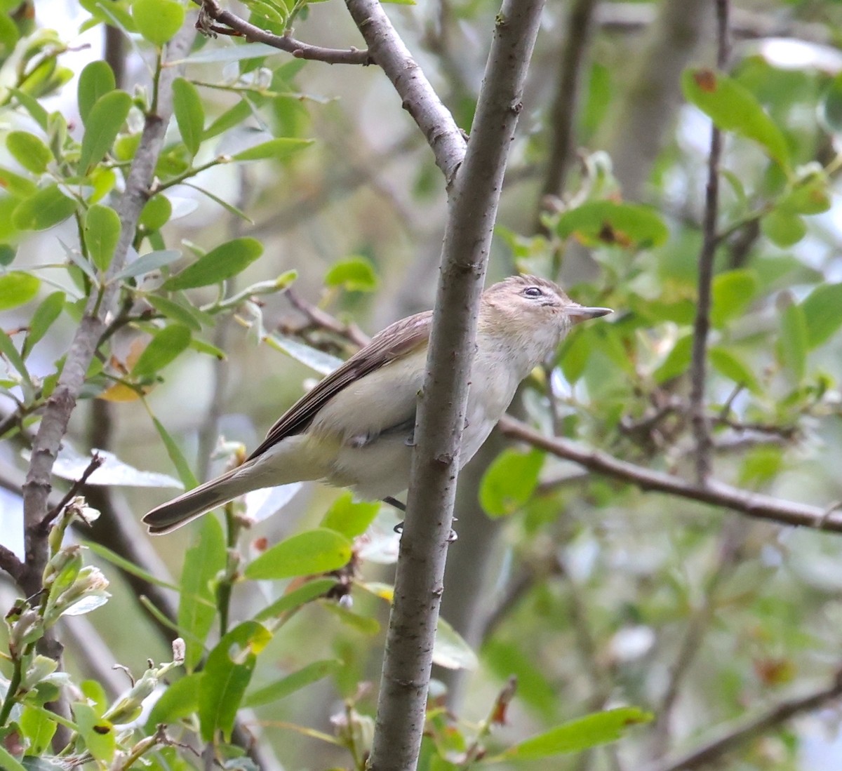 Warbling Vireo - ML617939677