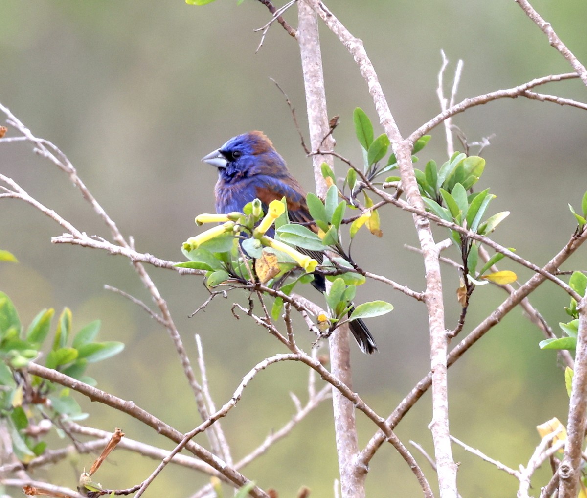 Blue Grosbeak - ML617939695