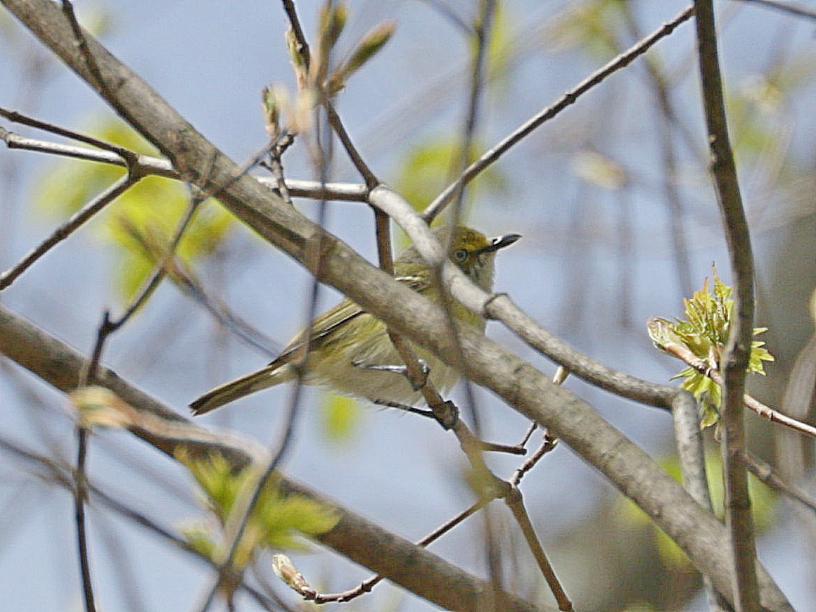 Viréo aux yeux blancs - ML617939737