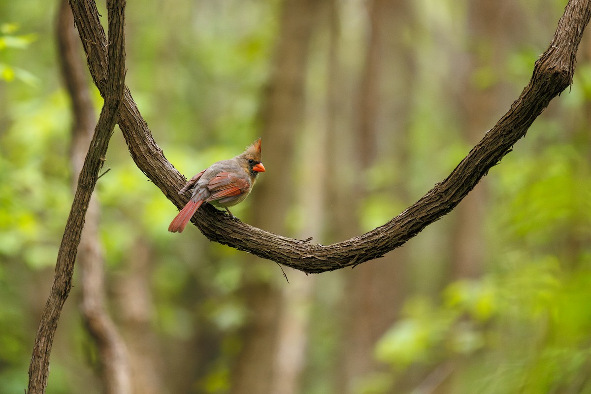 Northern Cardinal - ML617939772