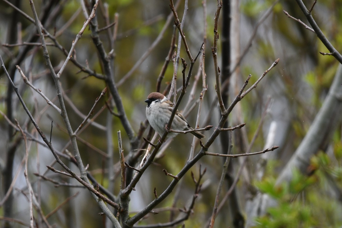 Eurasian Tree Sparrow - ML617939781