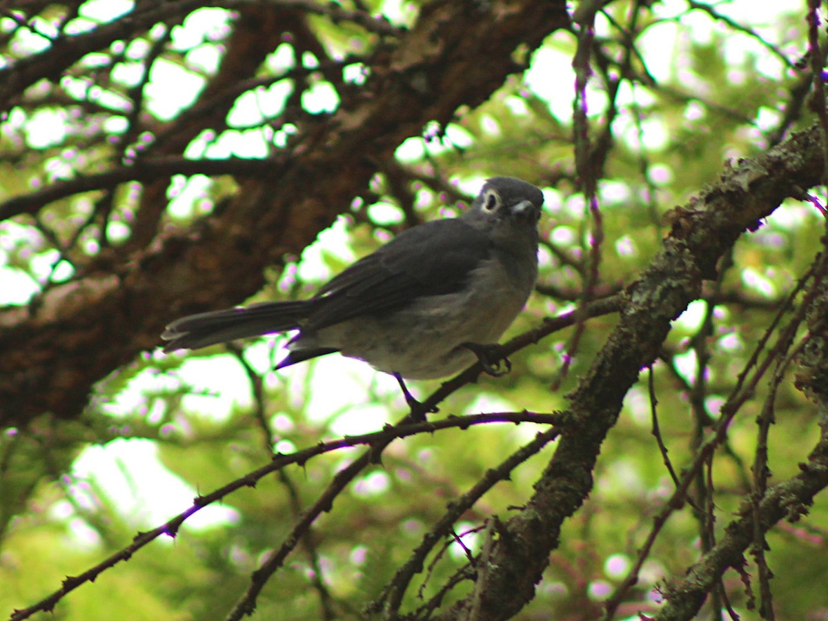 White-eyed Slaty-Flycatcher - Andrew Cauldwell