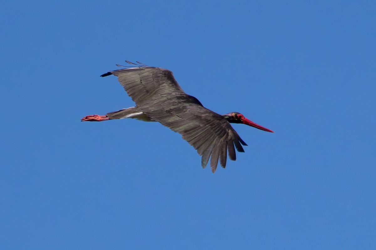 Black Stork - ML617939857