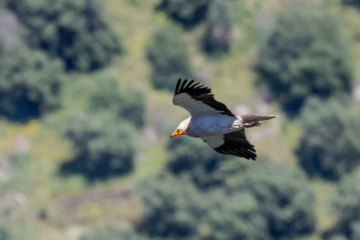 Egyptian Vulture - ML617939882