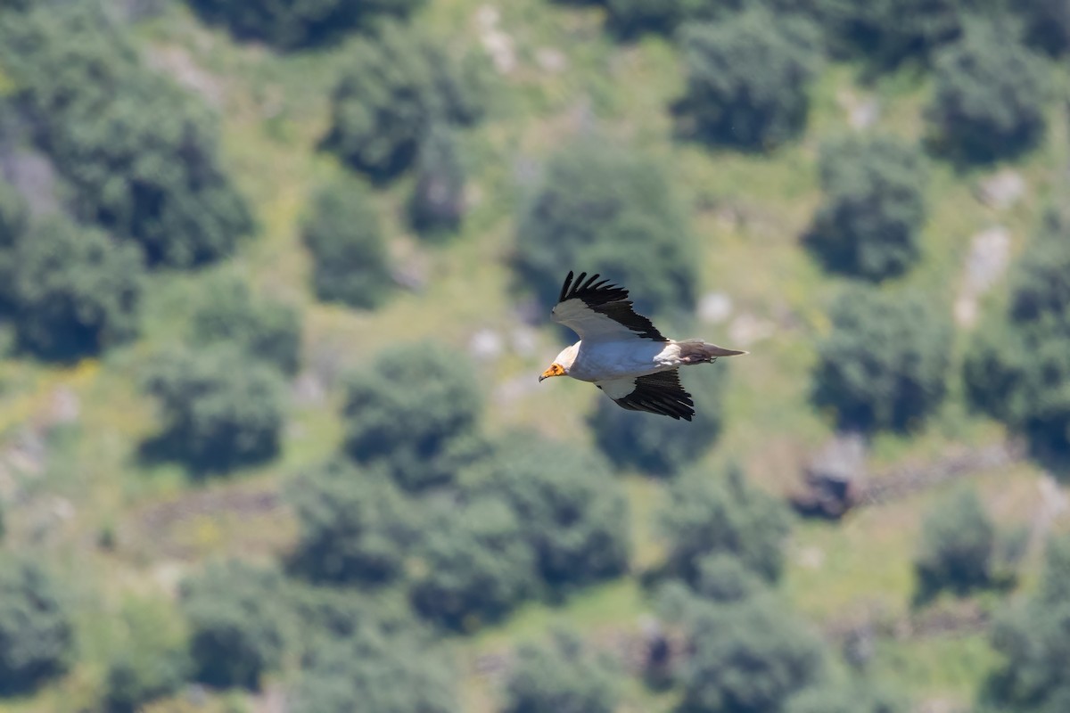 Egyptian Vulture - ML617939883