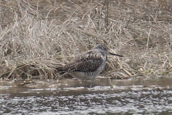 Greater Yellowlegs - ML617939888