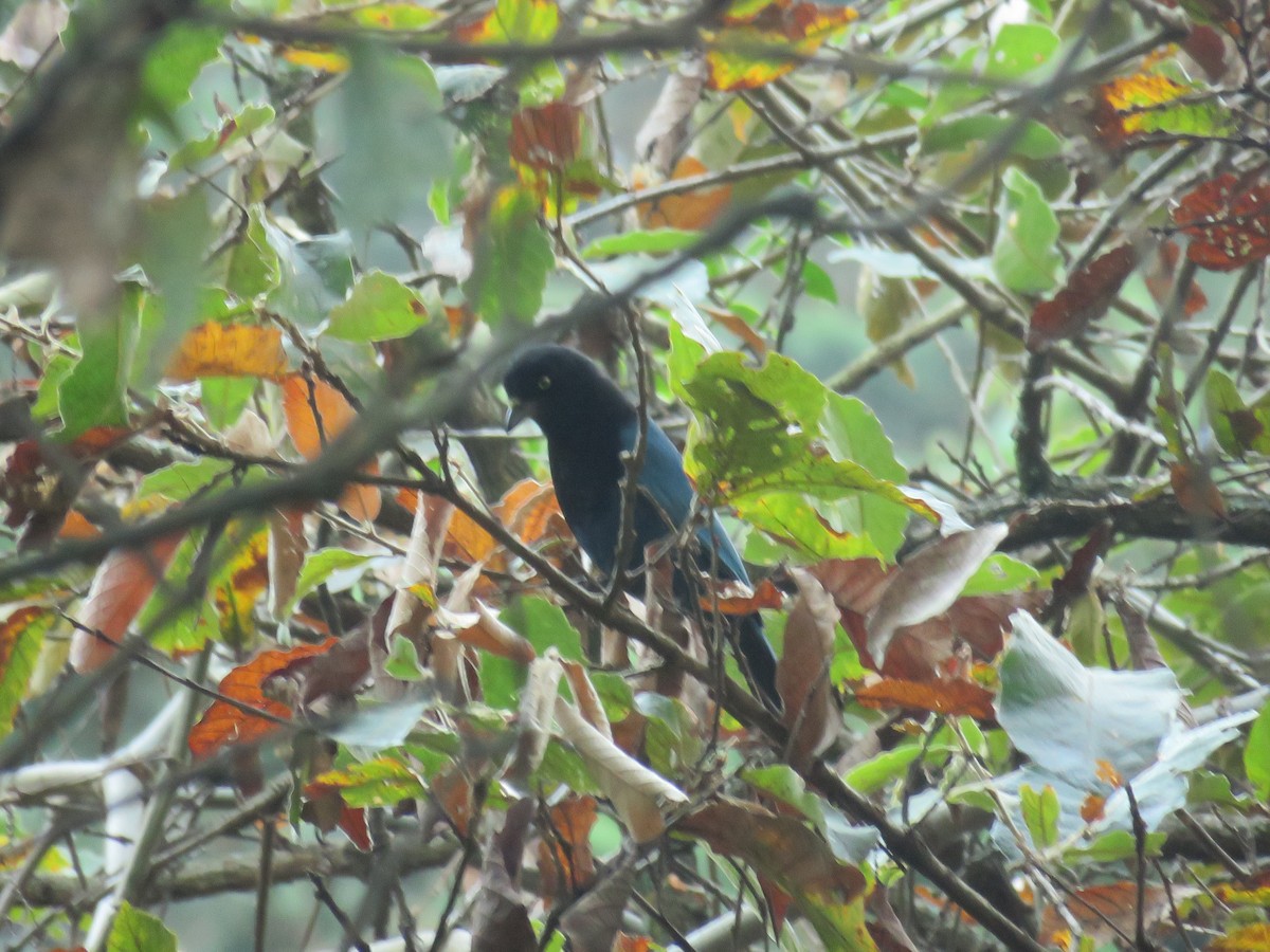 Bushy-crested Jay - ML617939906