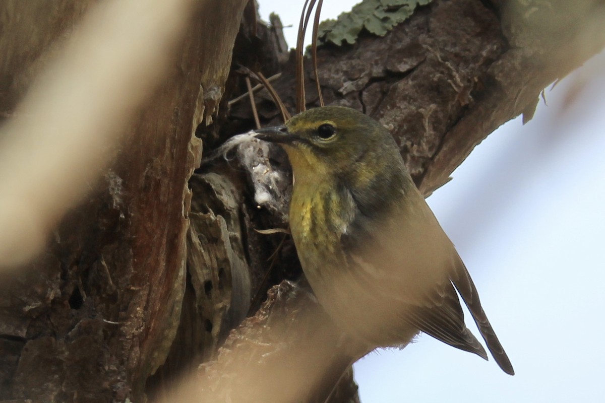 Pine Warbler - ML617939907