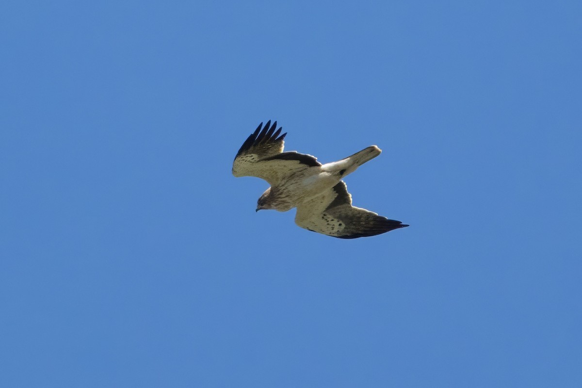 Booted Eagle - ML617939910