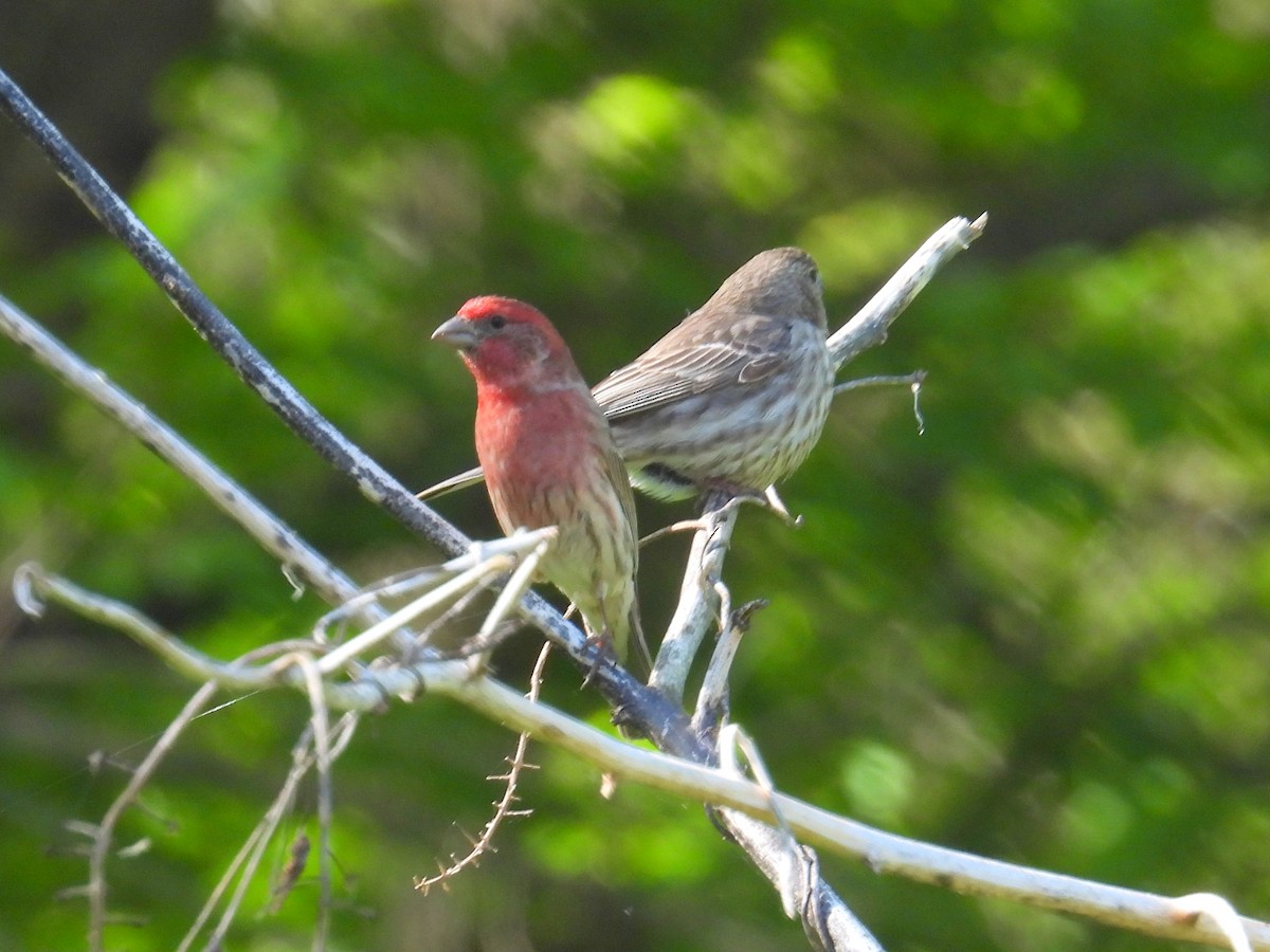 House Finch - ML617939915