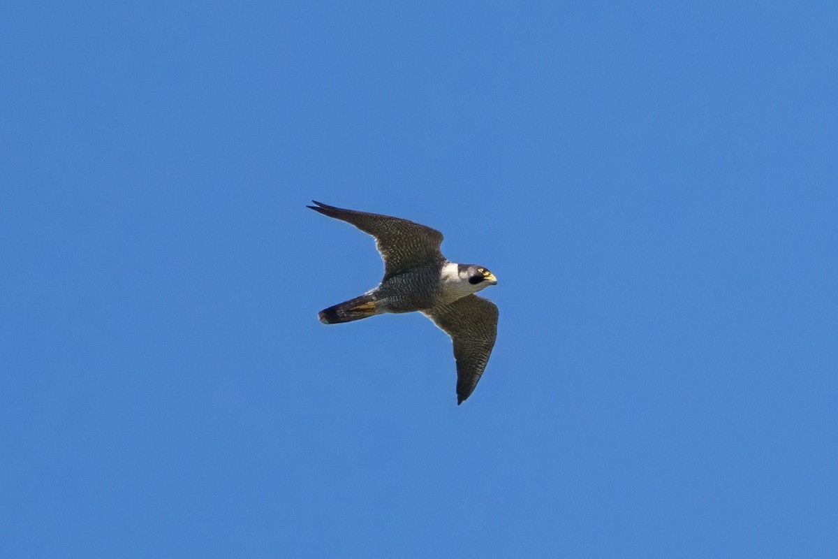 Peregrine Falcon - ML617939919