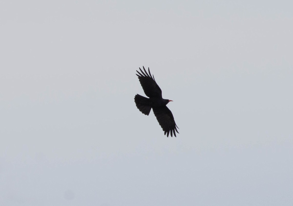 Red-billed Chough - ML617939921