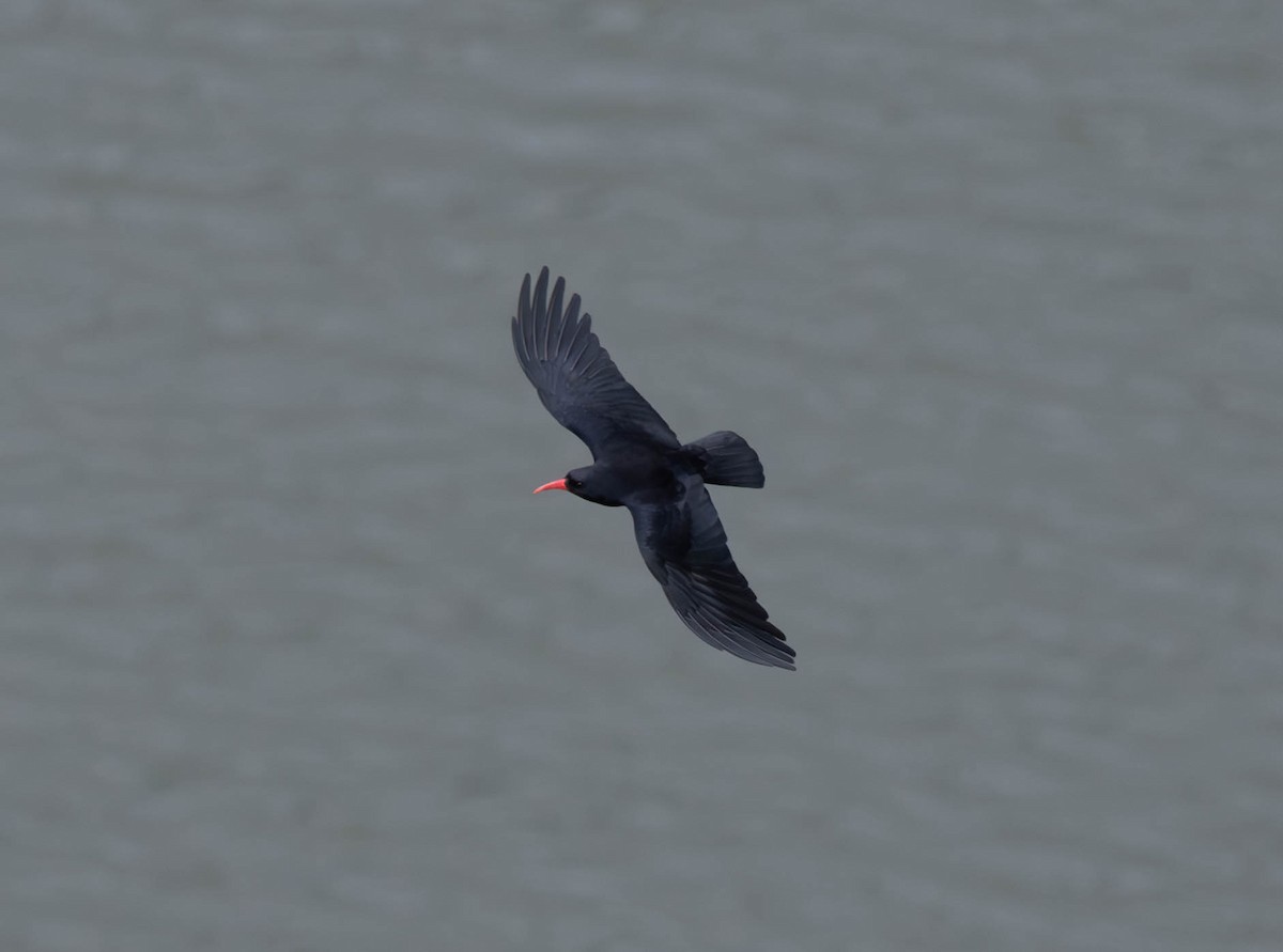 Red-billed Chough - ML617939922