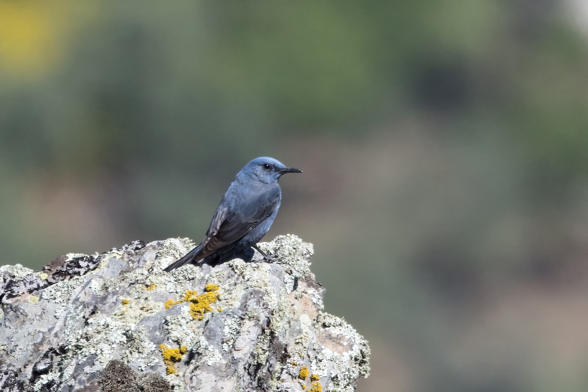 Blue Rock-Thrush - ML617939939