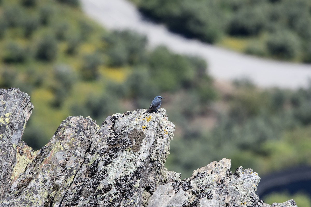 Blue Rock-Thrush - ML617939940