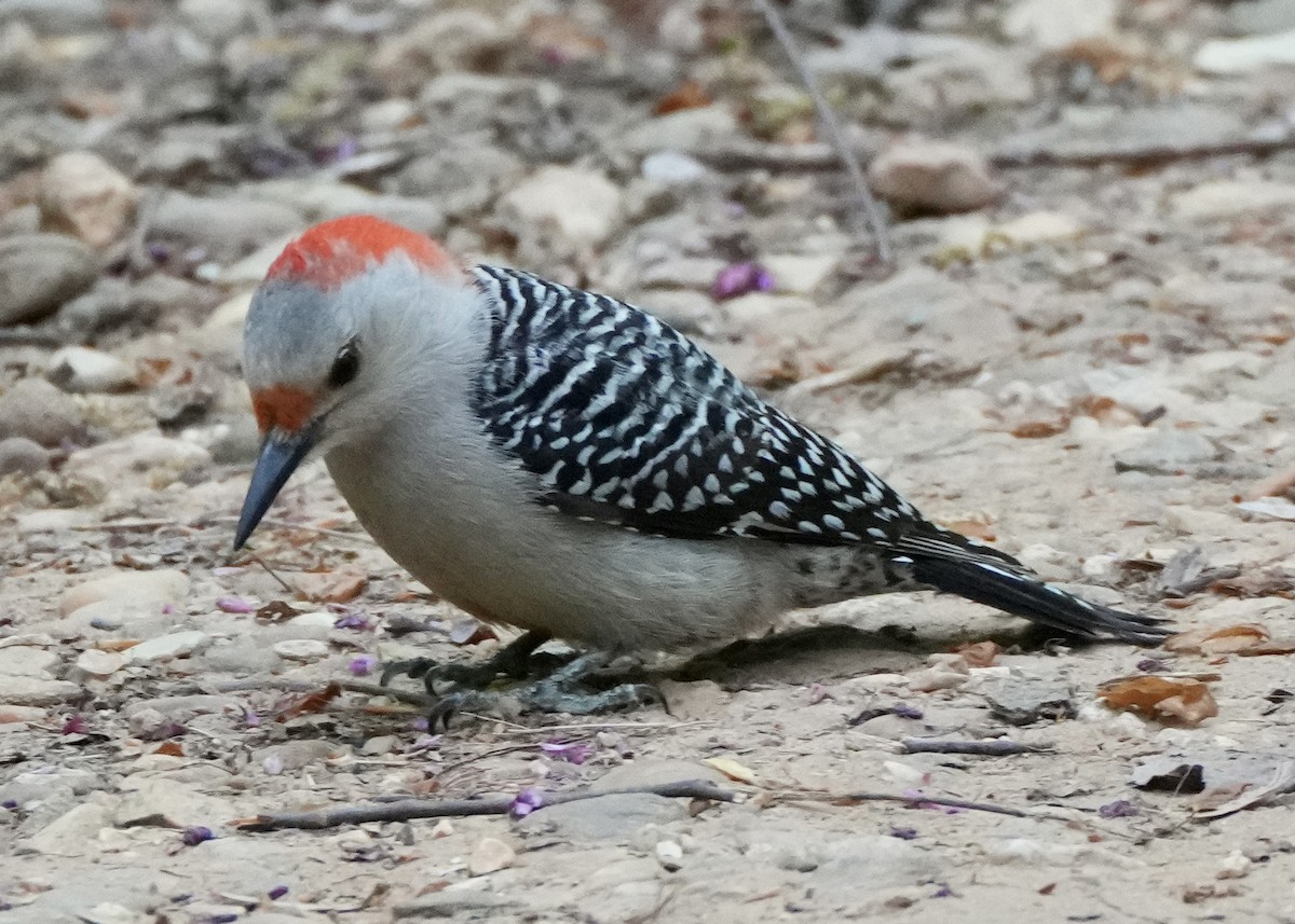 Red-bellied Woodpecker - ML617939950